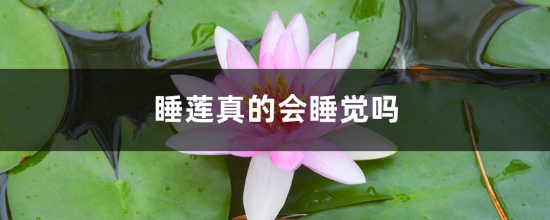 睡莲真的会睡觉吗 睡莲真的会睡觉吗