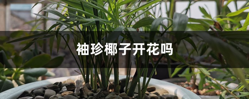 袖珍椰子开花吗 袖珍椰子开花吗