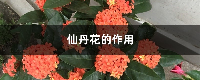 仙丹花的作用 仙丹花的作用