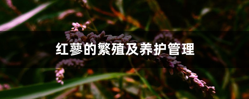 红蓼的繁殖及养护管理 红蓼的繁殖及养护管理