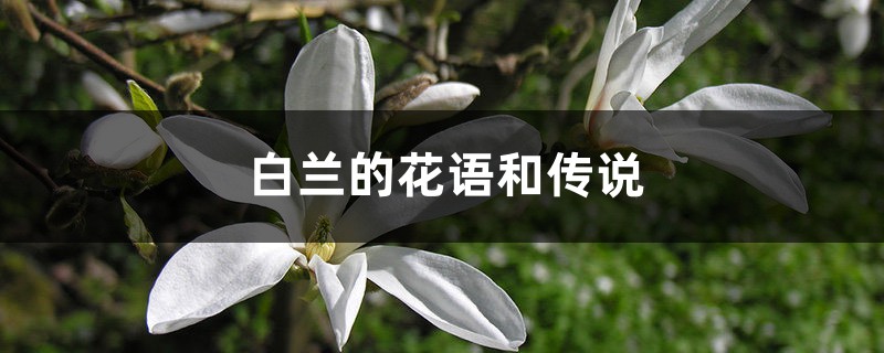 白兰的花语和传说 白兰的花语和传说