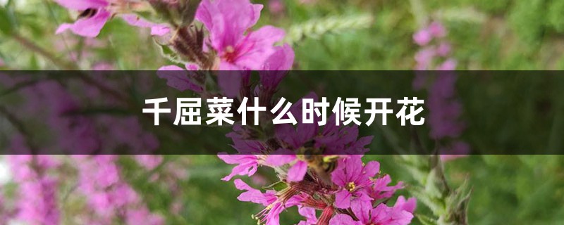 千屈菜什么时候开花 千屈菜什么时候开花