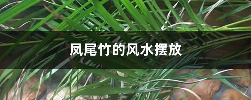 凤尾竹的风水摆放 凤尾竹的风水摆放