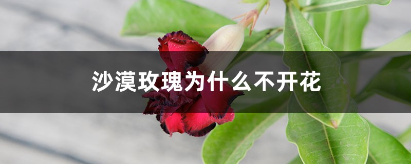 沙漠玫瑰为什么不开花 沙漠玫瑰为什么不开花