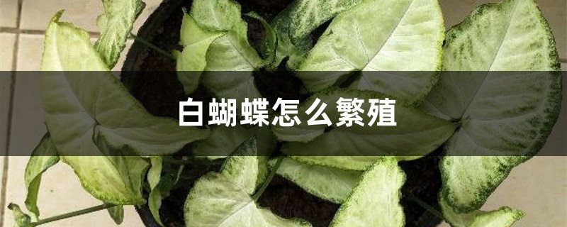 白蝴蝶怎么繁殖 白蝴蝶怎么繁殖