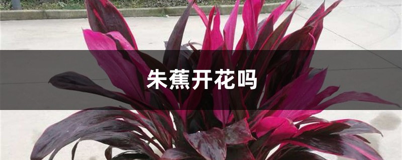 朱蕉开花吗 朱蕉开花吗