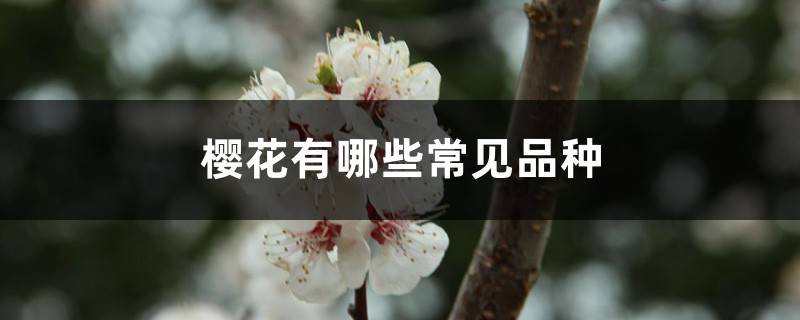 樱花有哪些常见品种 樱花有哪些常见品种