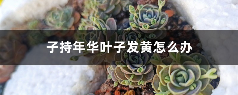 子持年华叶子发黄怎么办 子持年华叶子发黄怎么办