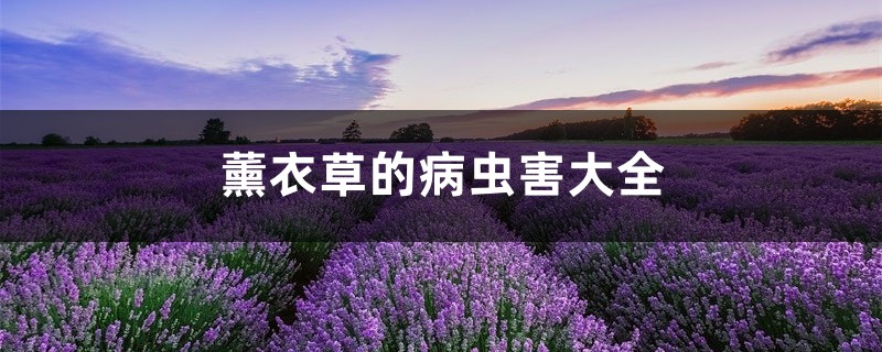 薰衣草的病虫害大全 薰衣草的病虫害大全