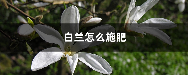 白兰怎么施肥 白兰怎么施肥
