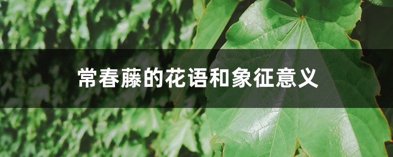 常春藤的花语和象征意义 常春藤的花语和象征意义