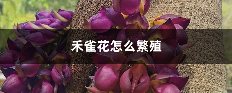 禾雀花怎么繁殖 禾雀花怎么繁殖