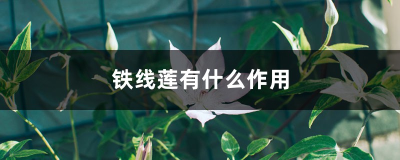 铁线莲有什么作用 铁线莲有什么作用