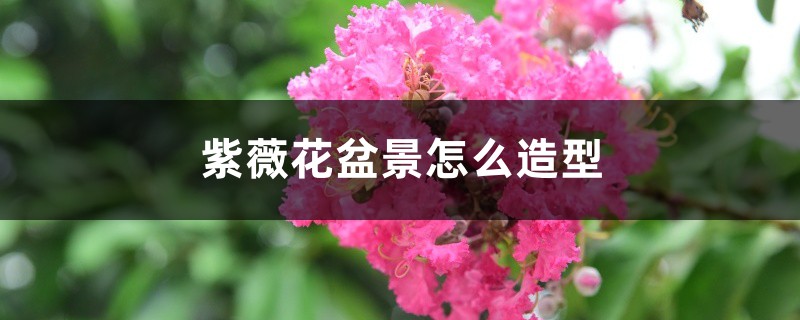 紫薇花盆景怎么造型 紫薇花盆景怎么造型