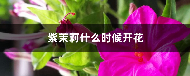 紫茉莉什么时候开花 紫茉莉什么时候开花