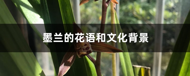 墨兰的花语和文化背景 墨兰的花语和文化背景