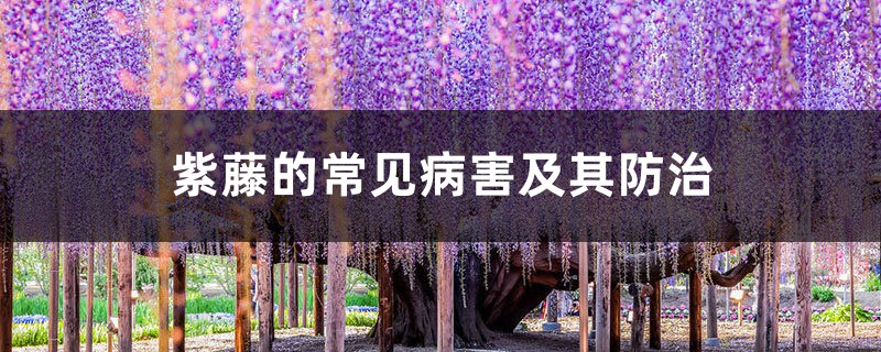 紫藤的常见病害及其防治 紫藤的常见病害及其防治