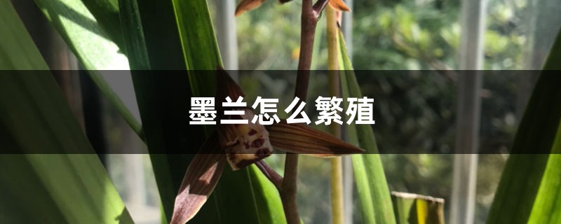 墨兰怎么繁殖 墨兰怎么繁殖