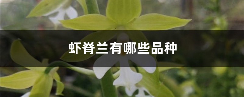 虾脊兰有哪些品种 虾脊兰有哪些品种