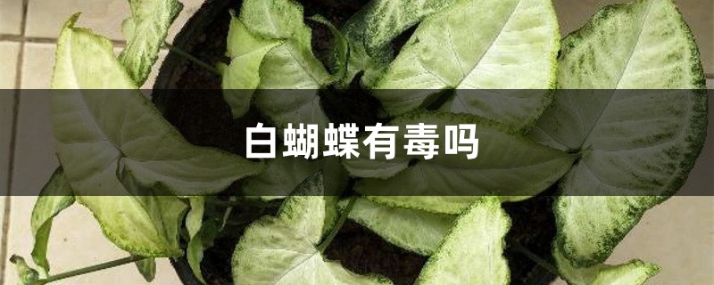 白蝴蝶有毒吗 白蝴蝶有毒吗