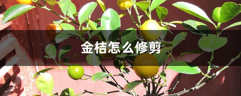 金桔怎么修剪 金桔怎么修剪