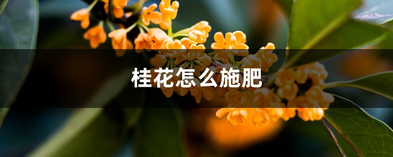 桂花怎么施肥 桂花怎么施肥