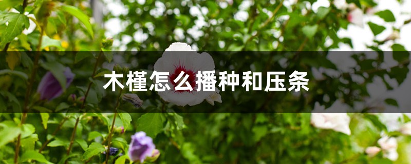 木槿怎么播种和压条 木槿怎么播种和压条