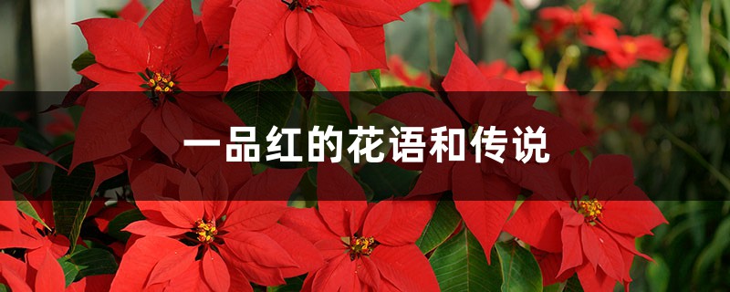 一品红的花语和传说 一品红的花语和传说