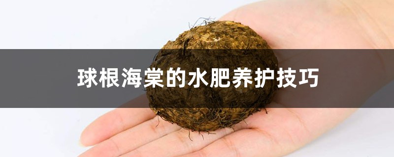 球根海棠的水肥养护技巧 球根海棠的水肥养护技巧