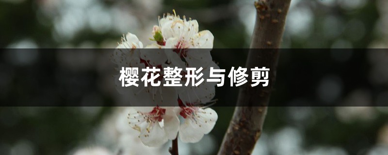 樱花整形与修剪 樱花整形与修剪