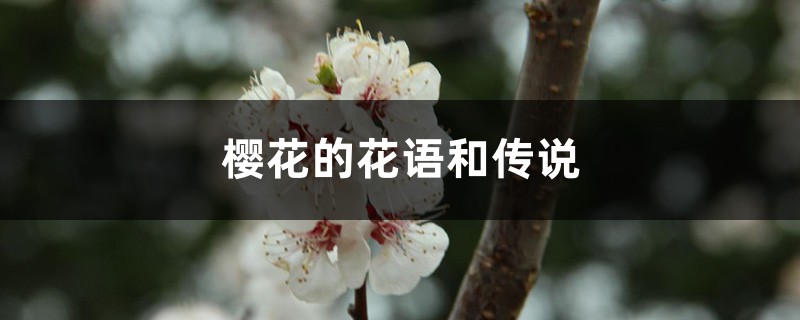 樱花的花语和传说 樱花的花语和传说