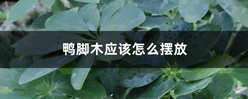鸭脚木应该怎么摆放 鸭脚木应该怎么摆放