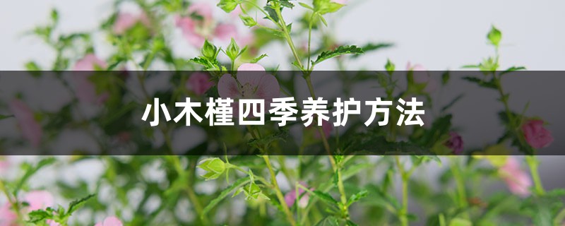 小木槿四季养护方法 小木槿四季养护方法