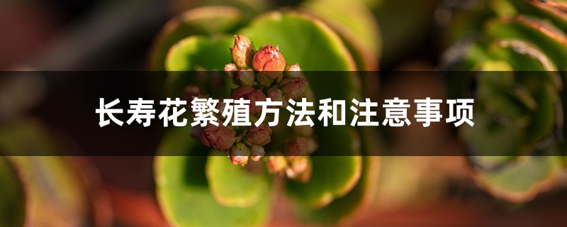 长寿花繁殖方法和注意事项 长寿花繁殖方法和注意事项