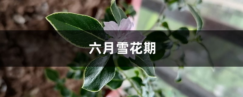 六月雪花期 六月雪花期