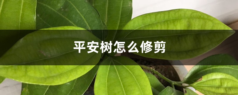 平安树怎么修剪 平安树怎么修剪