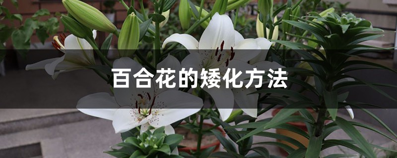 百合花的矮化方法 百合花的矮化方法