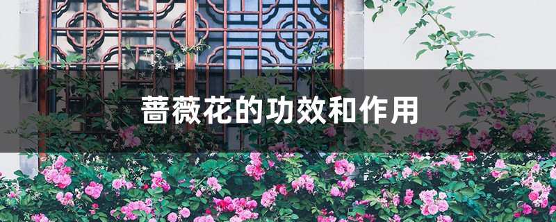 蔷薇花的功效和作用 蔷薇花的功效和作用