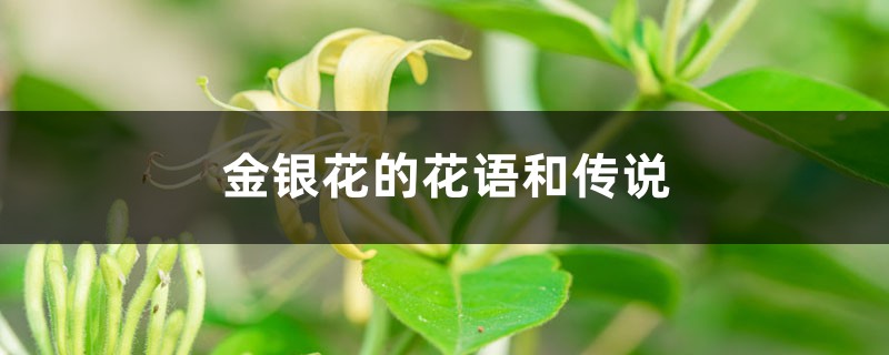 金银花的花语和传说 金银花的花语和传说
