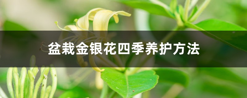 盆栽金银花四季养护方法 盆栽金银花四季养护方法