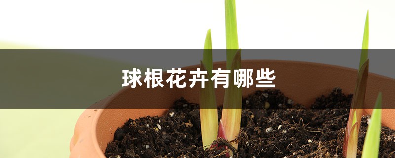 球根花卉有哪些 球根花卉有哪些