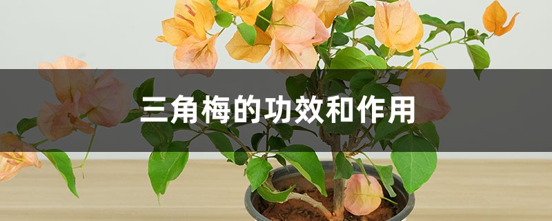 三角梅的功效和作用 三角梅的功效和作用