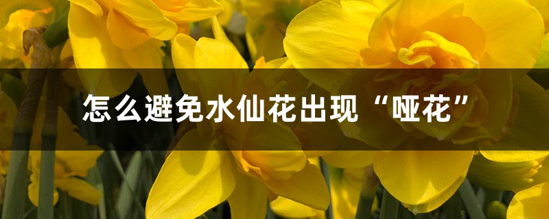 怎么避免水仙花出现“哑花” 怎么避免水仙花出现“哑花”