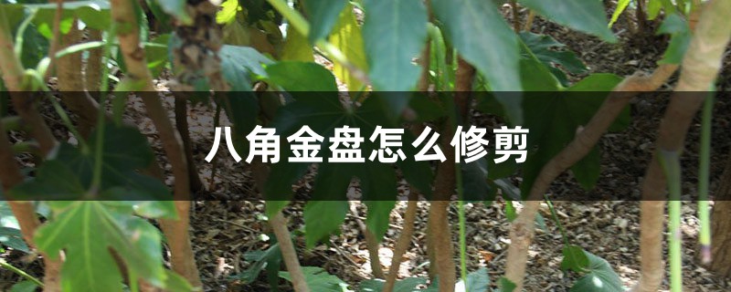 八角金盘怎么修剪 八角金盘怎么修剪