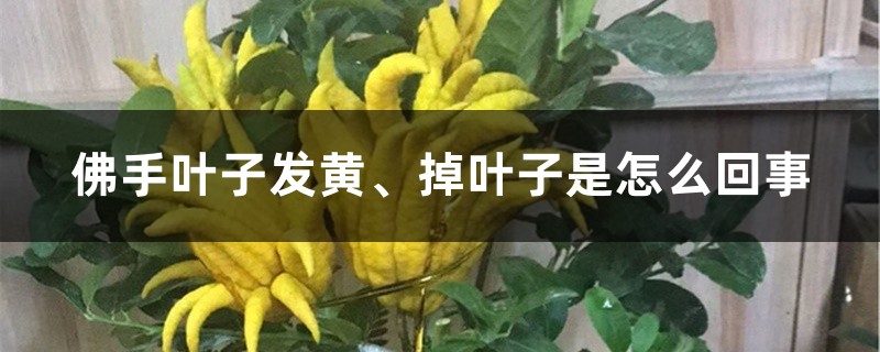 佛手叶子发黄、掉叶子是怎么回事 佛手叶子发黄、掉叶子是怎么回事