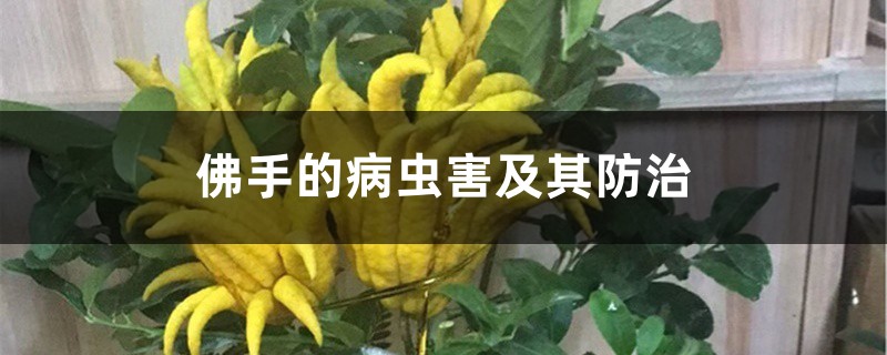 佛手的病虫害及其防治 佛手的病虫害及其防治