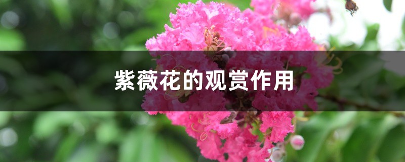 紫薇花的观赏作用 紫薇花的观赏作用