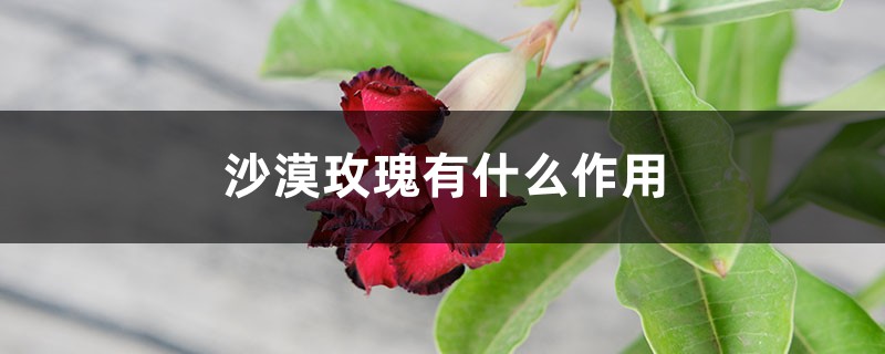 沙漠玫瑰有什么作用 沙漠玫瑰有什么作用