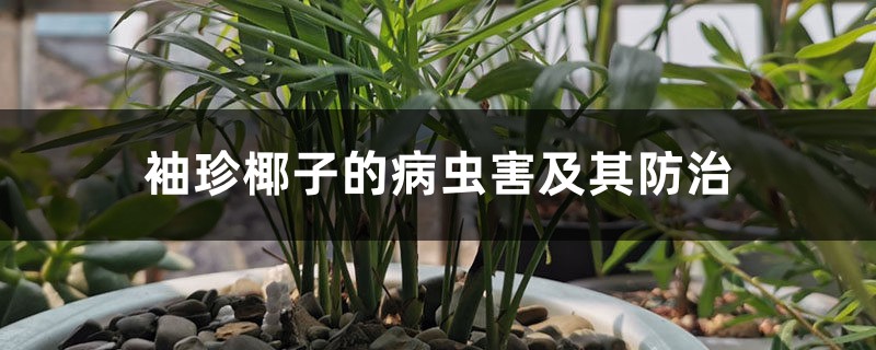 袖珍椰子的病虫害及其防治 袖珍椰子的病虫害及其防治