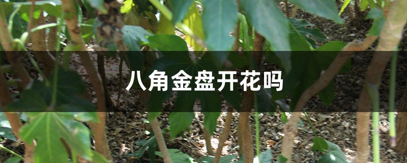 八角金盘开花吗 八角金盘开花吗